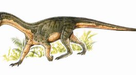 Dávny dinosaurus chodil ako krokodíl