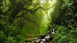 Matka s tromi deťmi prežila 34 dní v džungli. Jedli semienka a bobule