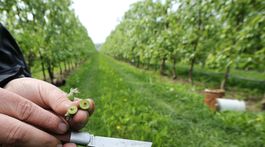 Mrazivý apríl mení v sadoch pravidlá hry