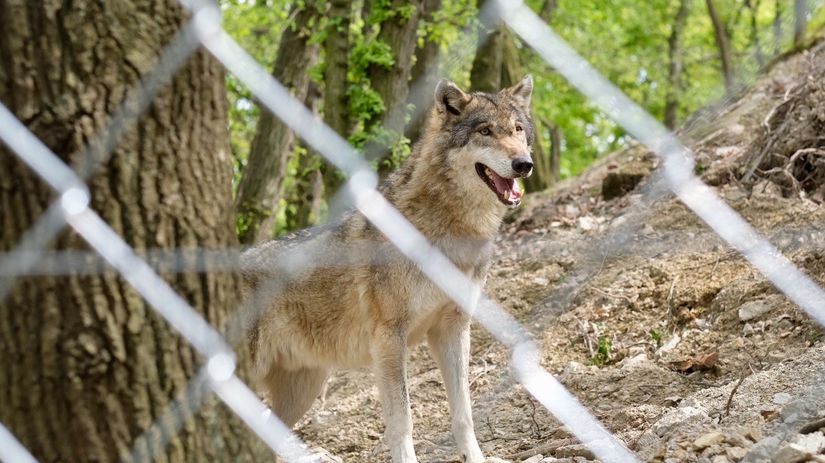 V bratislavskej zoo otvorili nový výbeh pre...