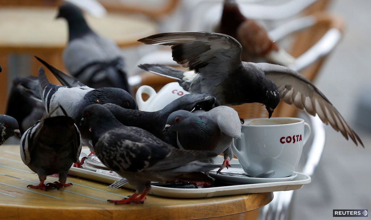 holuby, kaviareň