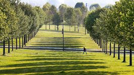 Corriere della Sera: Účinky smogu môžu zmierňovať rastliny