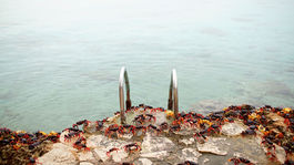 kraby, Kuba