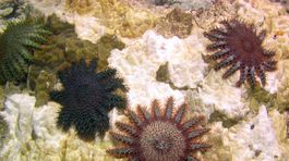 Pre koralové útesy je nádejou ocot