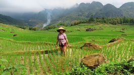 Vietnam, ryžové polia, pestovanie