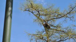 Rozruch v Smokovci - medvedica s mláďatkami sa usadila na strome