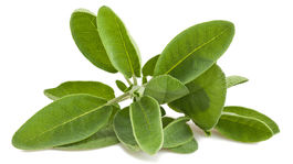 Päť čajov, ktoré posilnia imunitný systém 