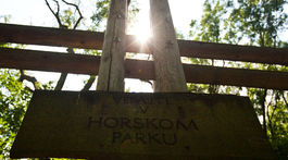 Štát nezabezpečil dostatočnú ochranu Karpatských bukových pralesov, tvrdí WWF