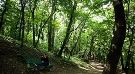 Nesrovnal chce pre zlý stav stromov rúbať v Horskom parku, podľa ochranárov šíri paniku