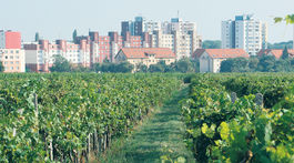 Štát chce sceliť pôdu, komasácia má zredukovať milióny vlastníkov