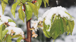 Mráz pokoril ovocinárov