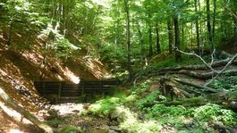 Vláda schválila dôslednejšiu ochranu Karpatských bukových pralesov