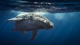 V džungli, desiatky kilometrov od pobrežia, našli mŕtvu veľrybu