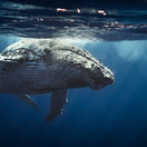 veľryby,