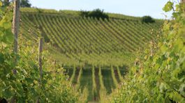 Víno nie nemecké, nie francúzske, ale alsaské