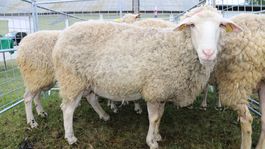 Ovčieho mlieka sa na Slovensku vlani nadojilo najviac od vstupu do EÚ