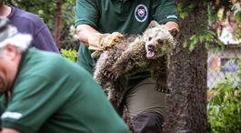 Za chyby ľudí asi doplatí medvedica životom