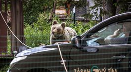 Medvedica Ingrid - Najprv jej vzali mláďatá, potom aj život