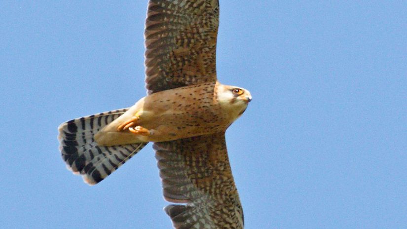Samica sokola červenonohého. Volá sa Majka.
