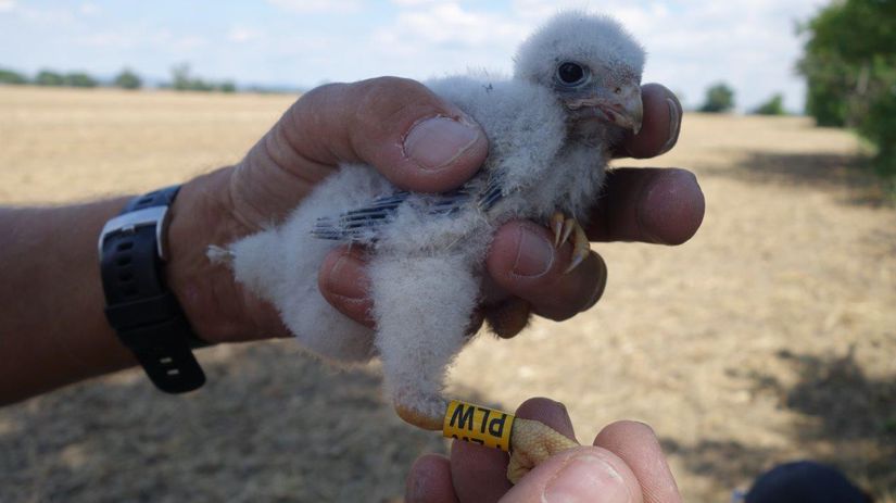 Mláďa sokola červenonohého. Volá sa Majka.