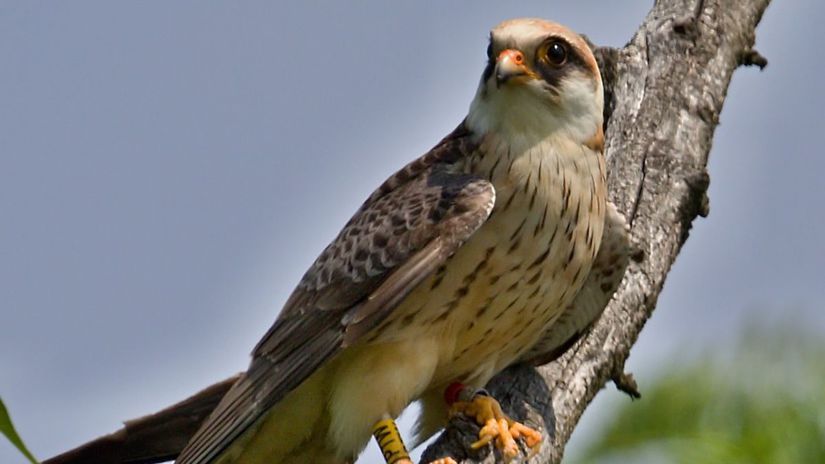 Samica sokola červenonohého. Volá sa Monika.