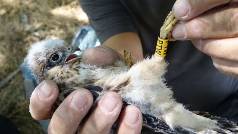 Mláďa sokola červenonohého. Volá sa Monika.