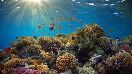 UNESCO má vážne obavy o Veľkú koralovú bariéru