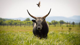 Prečo Slovensko potrebuje púšť?