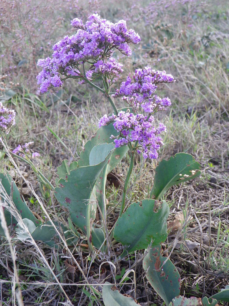 Limonka Gmelinova.