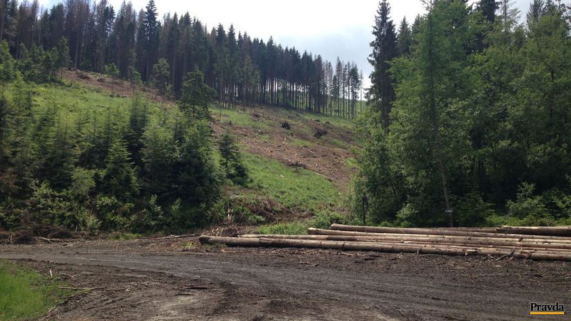 Okolie vodného zdroja je poznamenané ťažbou dreva.