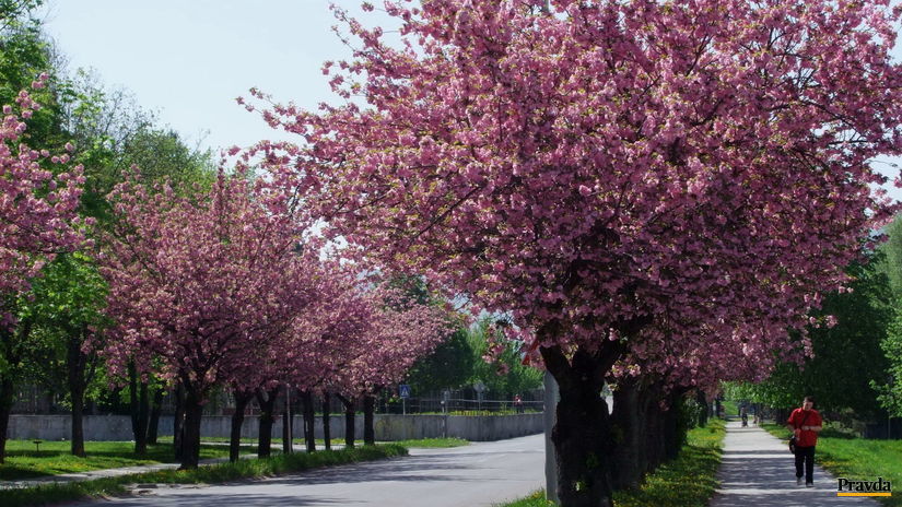 Rozkvitnuté sakury na Soblahovskej ulici v...
