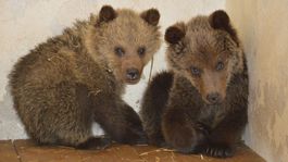 Ochranári zachránili v Malej Fatre štyri opustené medvieďatá