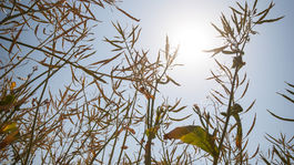 Na streche Európy sucho