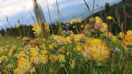 Biokoridory v bratislavskej Karlovej Vsi pomôžu včelám aj ľuďom