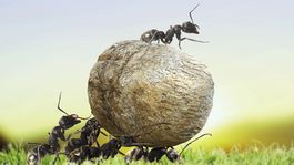 Českí vedci sa podieľali na prvej štúdii výskytu nepôvodných druhov