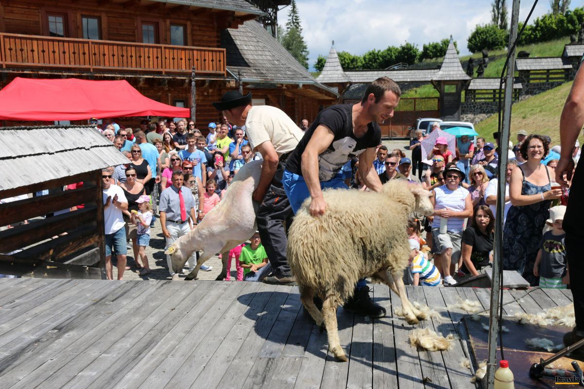 Mala ovca kožuch a už nemá.