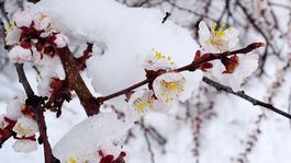 Orechy a marhule sú tu stáročia, klíma im už nesedí