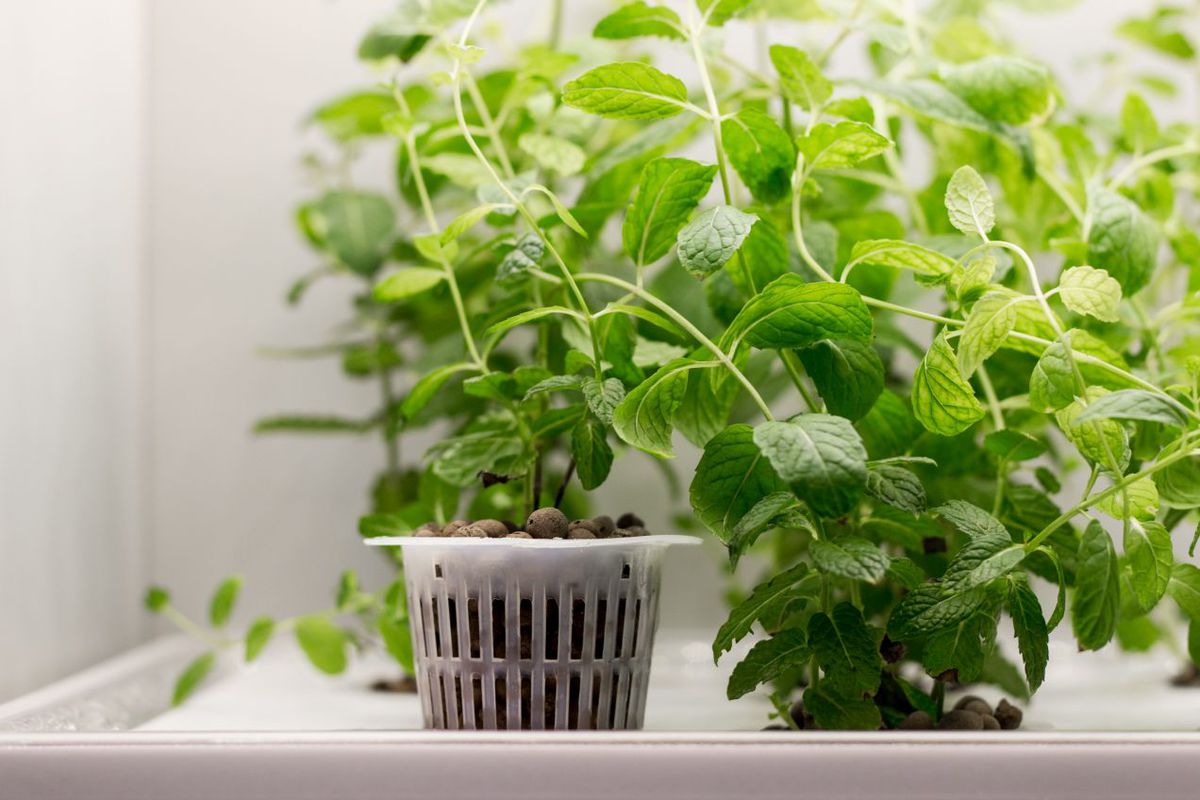 GrowBox funguje tak, aby ktokoľvek mohol...