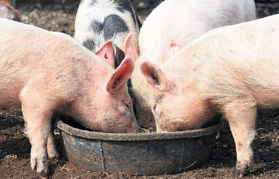 Slovenské prasatá sa ocitli v morových...
