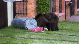 Tatranci prilákali na odpadky ďalšiu medvedicu