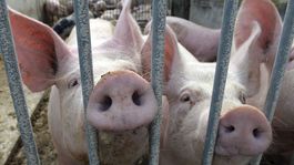 Prasacia hlava pobúrila moslimov pred mešitou v nemeckom Gronau