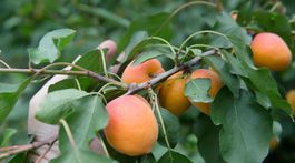 Prečo sady rodia málo ovocia