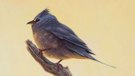 Vtáky nahradili dinosaury veľmi rýchlo