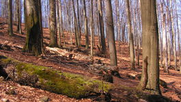Pre bukové pralesy nám hrozí medzinárodná hanba