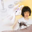 komár, horúčka dengue