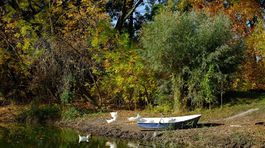 Dropa už nemajú, ale pomohli udržať raj vtákov na Žitnom ostrove