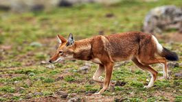 Veľké mäsožravce na ústupe. Prichádzajú o svoje územia