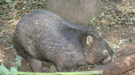 V Austrálii sa narodilo mláďa vzácneho vombata