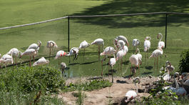 V bratislavskej ZOO vysychá voda. V dôsledku horúčav hrozí úhyn zvierat