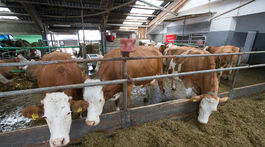 Ľuďom viac zachutilo mlieko, farmy však zanikajú